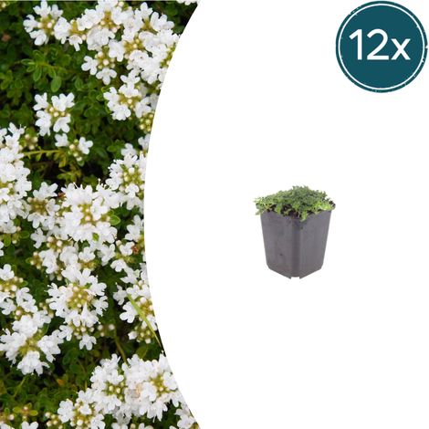 Lot de 12 Thym Serpolet Blanc Thymus praecox Albiflorus Couvre-sol Persistant Pot Ø9cm - PANGIVO (1/5)