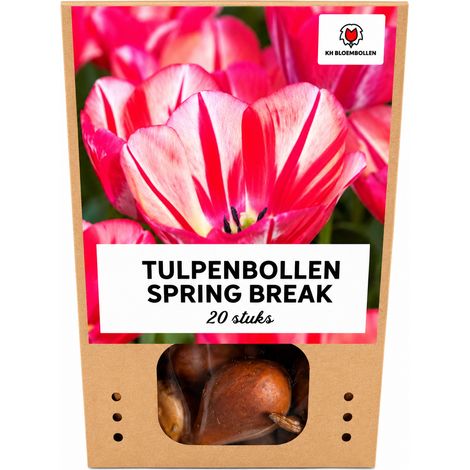Bulbes de Tulipes Spryng Break Floraison Printanière Rouge et Orange Jardin et Pots - Lot de 20 - PANGIVO (1/5)