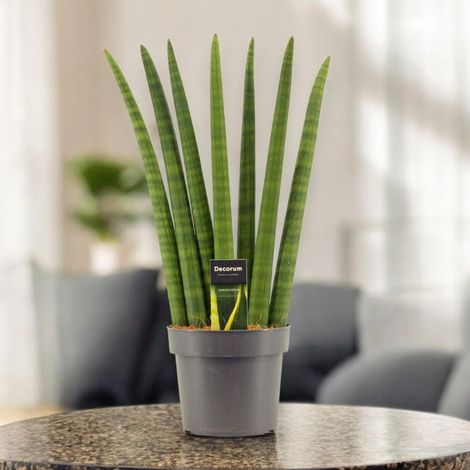 Gardenaria Sansevieria cylindrica 'Fan' - Pianta da interno ornamentale - Altezza: 35 cm (vaso 12) (1/5)