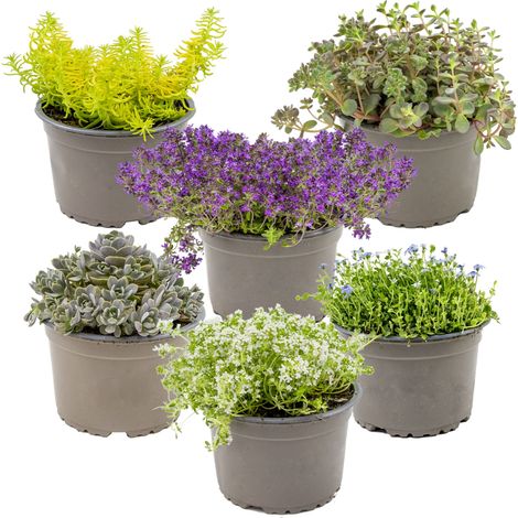 Lot de 6 sedums orpins résistants au gel – Plantes persistantes 10-20 cm – Pot de culture ⌀14 cm – Entretien facile