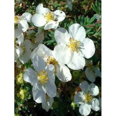 Potentille arbustive 'Abbotswood' Pot de 1L/1,5L (1/3)