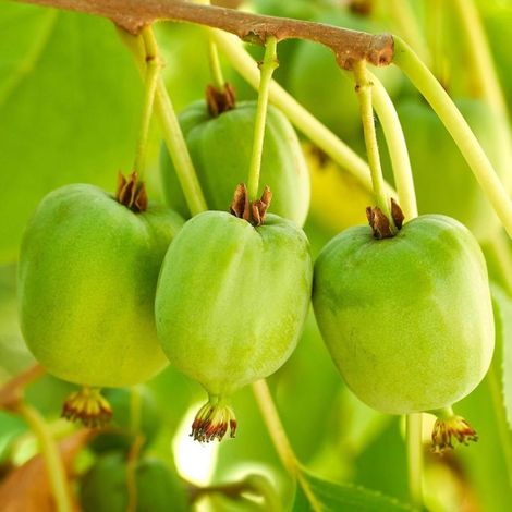 Kiwaï arguta 'Vitikiwi' (Actinidia arguta 'Vitikiwi')