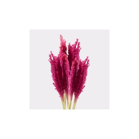 Bouquet d'herbes du Cantal - Rose- Vendu par 6