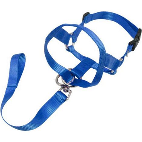 Protection buccale pour chien, accessoire de dressage canin, prévention des comportements agressifs, gestion des tiraillements en laisse et aide à l'apprentissage des promenades en toute sérénité (1/5)