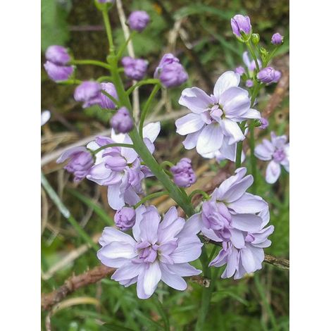 Cresson des près à fleurs doubles Godet de 8/9 cm (1/2)