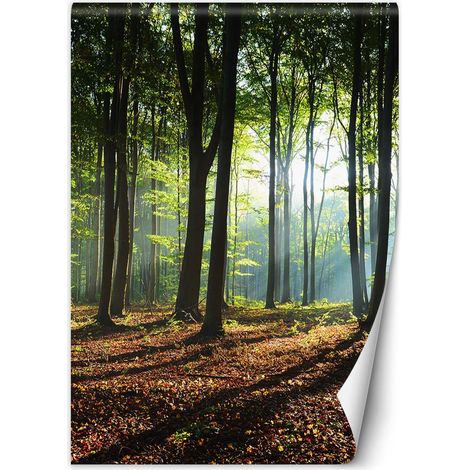 Papier peint Matin dans une forêt verte 100x140 (1/5)