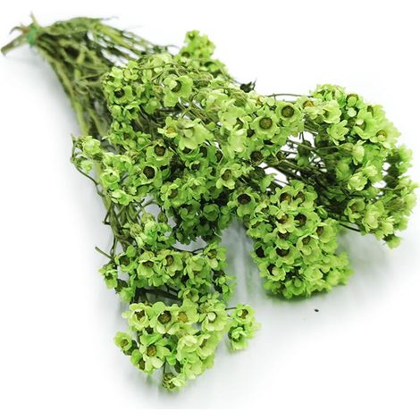 Getrocknete Oxodia - Grün (1/2)
