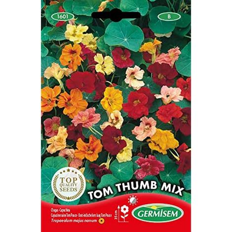 Graines Capucine naine Tom Pouce TOM THUMB MIX (1/2)