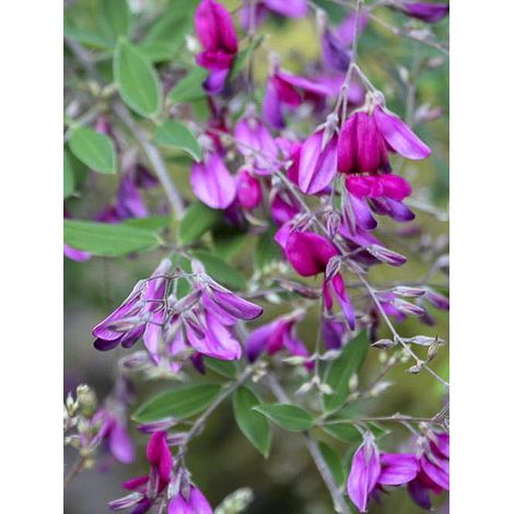 Lespedeza 'Gibraltar' Pot de 1,5L/2L (1/2)