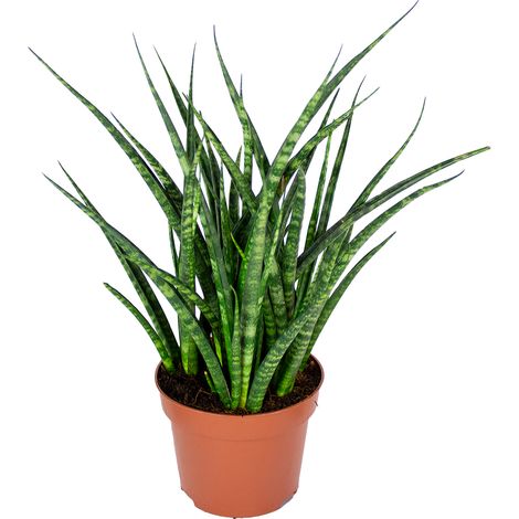 Bloomique - Sansevieria Fernwood Punk - Langue de belle-mère - Plantes d’intérieur - Dépolluante - Très facile à entretenir - Hauteur 20-30 cm - Pot 12 cm