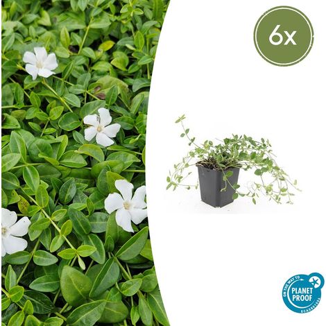 Lot de 6 Vinca minor 'Gertrude Jekyll' Petite Pervenche Blanche Couvre-sol Persistant 10-25 cm Ø 9 cm - PANGIVO (1/5)