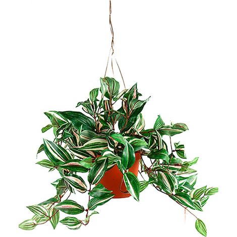 Tradescantia artificiel Panache H 40 cm en suspension superbe
