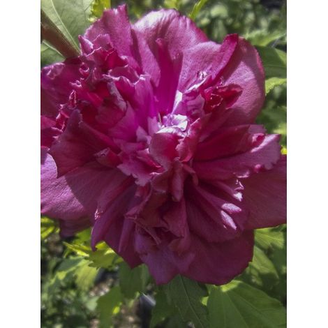 Mauve en arbre 'French Cabaret Red' Pot de 3L/4L 40/50cm