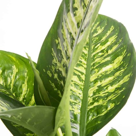 DIEFFENBACHIA TROPICA PIANTA DA INTERNO FOTO REALI h 100CM VASO 18CM