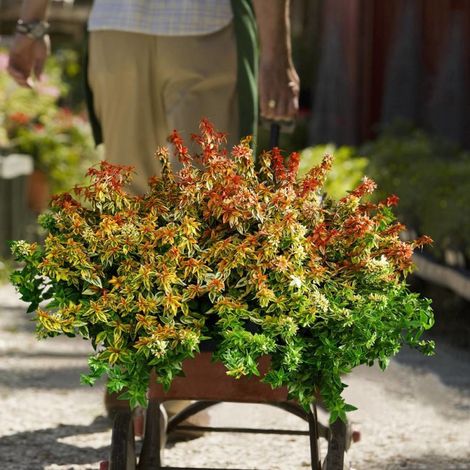 Abelia Kaleidoscope®, Abélia à grandes fleurs/Pot de 3L - 20/40 cm (1/4)