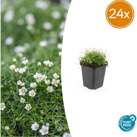 Sagina subulata - Lot de 24 Plantes Couvre-sol Mousse Irlandaise Persistante - Pot Ø9cm - PANGIVO (1/5)