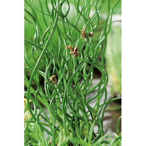 Juncus effusus 'Spiralis' vaso 19