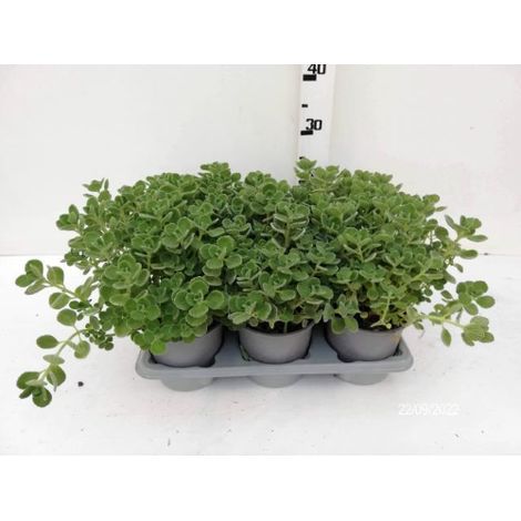Origano Cubano "Plectranthus amboinicus" pianta aromatica in vaso  14 cm (1/4)