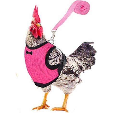 Geschirr und Leine für Küken, Enten und Gänse - Rose M (1/3)