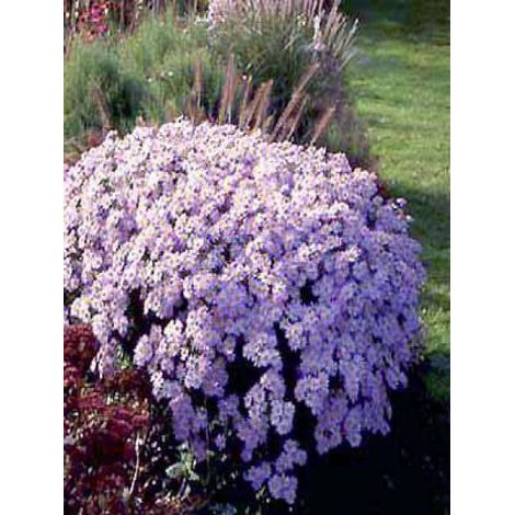 Aster ageratoides 'Asran' Godet de 8/9 cm (1/3)