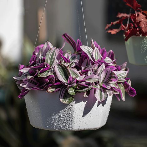 Pot Suspendu Mur Et Plafond - Pot à Plantes Intérieur avec Cordes Réglables - Pour Décoration Intérieure Balcon Patio Porche - Blanc - 15x15x9 cm - 1 Pièce (1/5)
