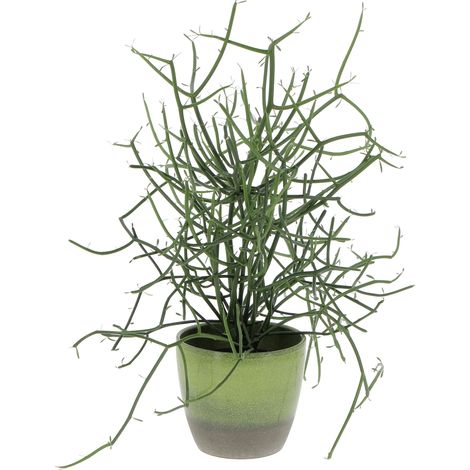 Euphorbia Tirucalli con Vaso in Ceramica Flora - Piante Grasse Vere da Interni - Pianta Succulenta - H 30-40 cm Ø 12 cm