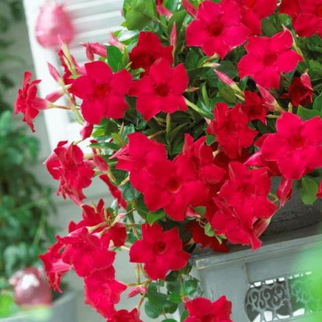 DIPLADENIA COLORE ASSORTITO VASO BASKET 18CM