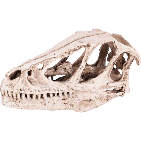 Crâne de dinosaure en résine, modèle de squelette animal simulé, décoration pour la maison ou le bureau, accessoire pédagogique pour les loisirs créatifs. (1/5)