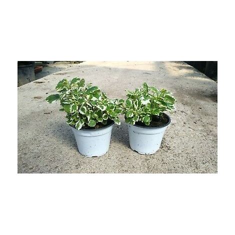 PIANTA DI INCENSO VASO 14 CM