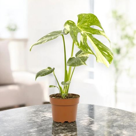 Gardenaria Monstera deliciosa - Pianta da interno ornamentale - Altezza: 70/80 cm (vaso 22)