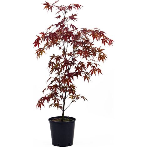 Acer palmatum cv. "Fire Glow" INNESTATO - acero giapponese rosso - vaso 18 cm (1/3)