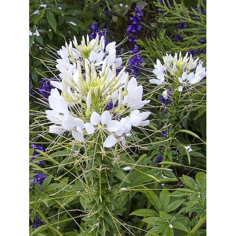 Cléome 'White Queen' le sachet de 450 graines (1g) (1/2)