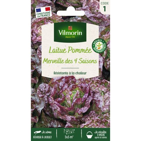 Laitue Pommée Merveille des 4 Saisons Vilmorin (1/2)