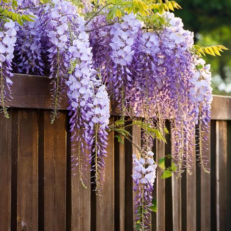 Glicine "Wisteria" pianta rampicante in vaso con canna h 80/100 cm - 3 Piante di Glicine