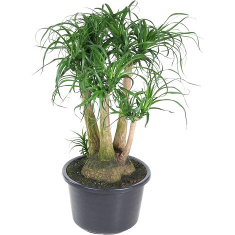 Beaucarnea Pied d'Éléphant Ramifié Plante d'Intérieur Exotique Verte 110 cm ø41 cm - PANGIVO