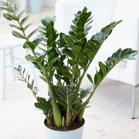 ZAMIOCULCAS IN VASO 17CM (1/2)