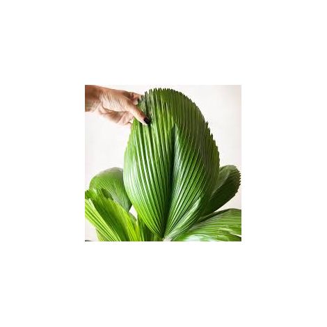 Licuala grandis h 120 cm in vaso 45 cm palma tropicale ornamentale