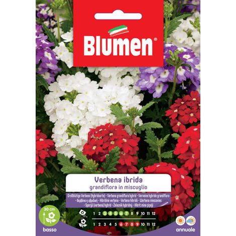 SEMI VERBENA HYBRIDA MIX BLUMEN