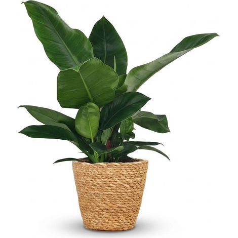 Philodendron Imperial Green Plante d'Intérieur avec Panier Décoratif Vert Hauteur 65 cm Pot 19 cm - PANGIVO (1/5)