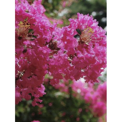 Lilas des Indes 'Mimie Fuchsia Pot de 2L/3L (1/3)
