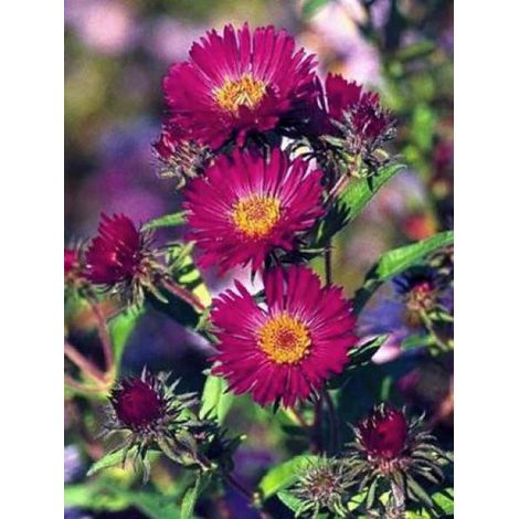 Aster de la Nouvelle-Angleterre 'September Ruby' Godet de 7/8 cm (1/2)