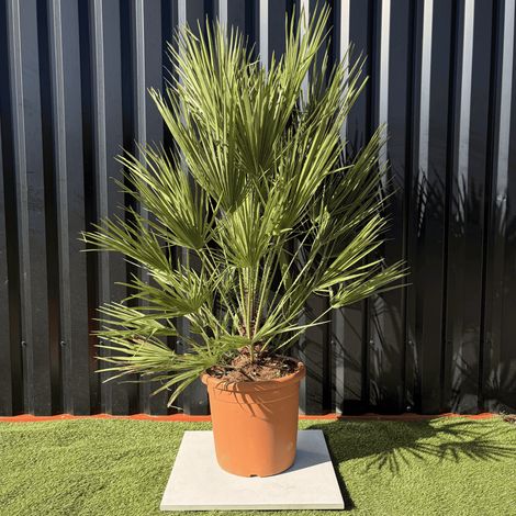 Palmier Chamaerops Humilis, H.160 Cm Pot 30 Litres (1/2)
