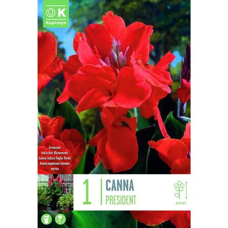 Bulbo di Canna President KAPITEYN