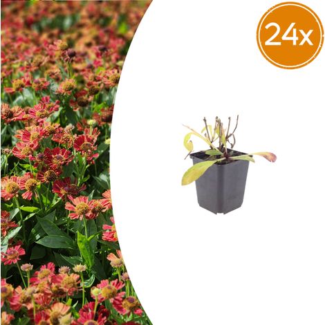 Lot de 24 Helenium 'Moerheim Beauty' Plante Vivace de Massif Fleurs Jaune et Orange Pot Ø9cm - PANGIVO (1/5)