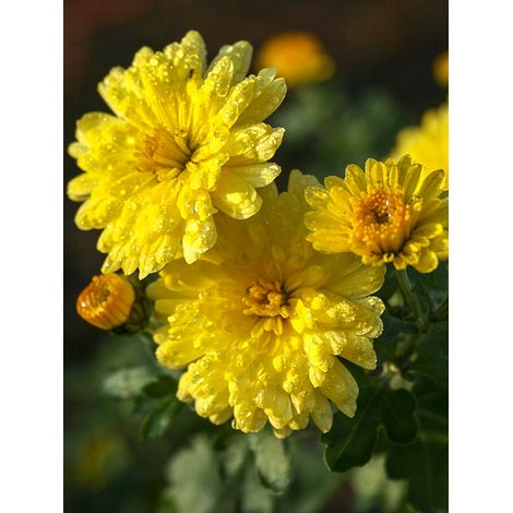 Chrysanthème des fleuristes 'Nantyderry Sunshine' Pot de 2L/3L (1/2)