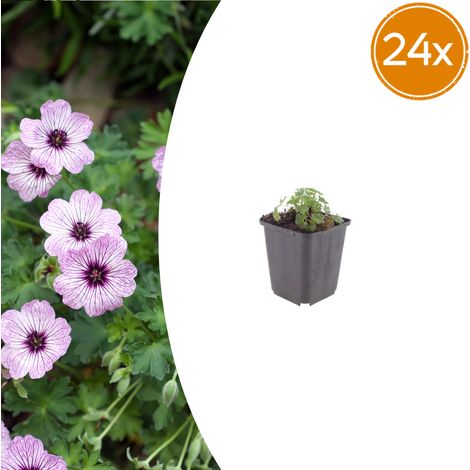 Lot de 24 Géraniums Vivaces Ballerina - Fleurs Rose Pâle - Hauteur 10-25cm - Pot Ø9cm - PANGIVO (1/5)