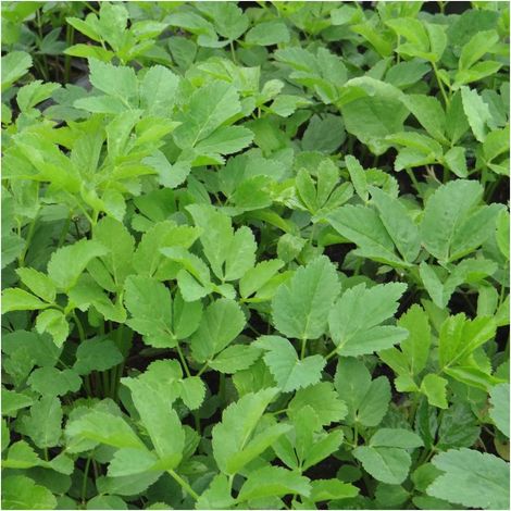 Herbe aux goutteux podagraria/Lot de 9 godets