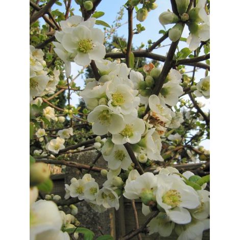 Cognassier du Japon 'Nivalis' Pot de 2L/3L (1/5)