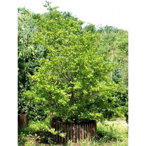 Magnolia x loebneri 'Leonard Messel' Pot de 3L/4L (1/4)
