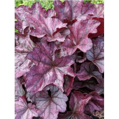 Heuchère 'Plum Royale' Godet de 8/9 cm (1/2)